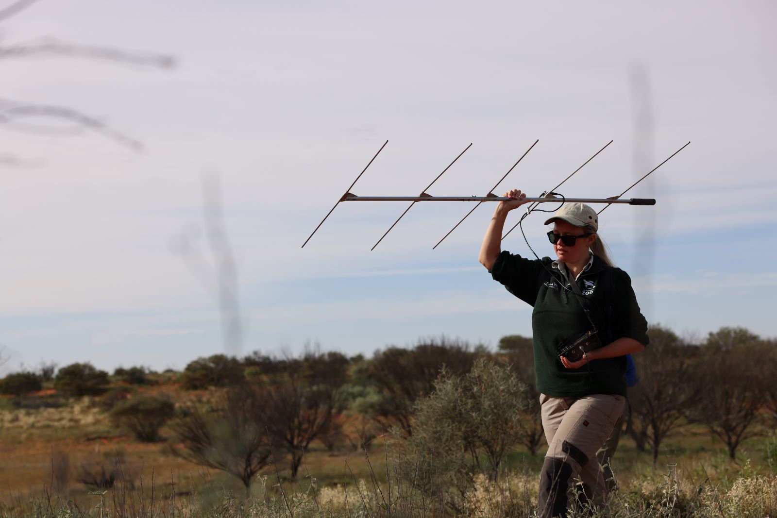 Monitoring Chuditch at Sturt National Park